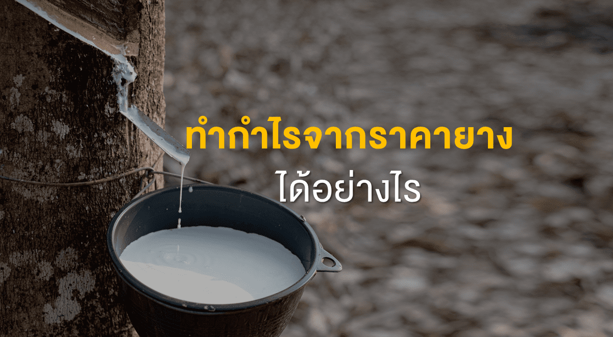 Inv_ทำกำไรจากราคายางได้อย่างไร_Thembnail