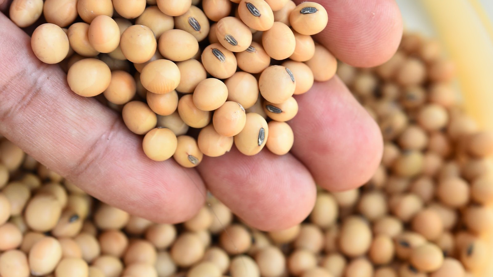 soybean_AmericanSoybeanAssociation