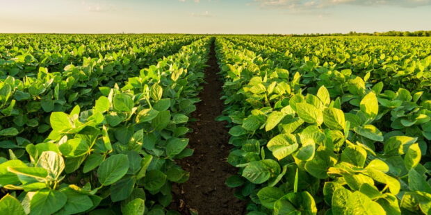 soybean_AmericanSoybeanAssociation_3-620x310