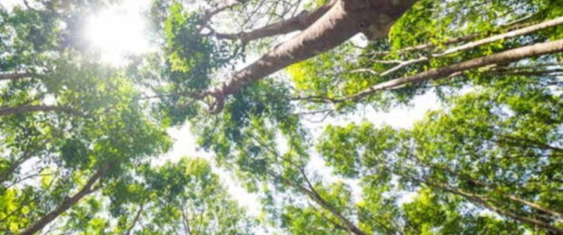 ศรีตรัง-STA-ต้นยาง-620x259